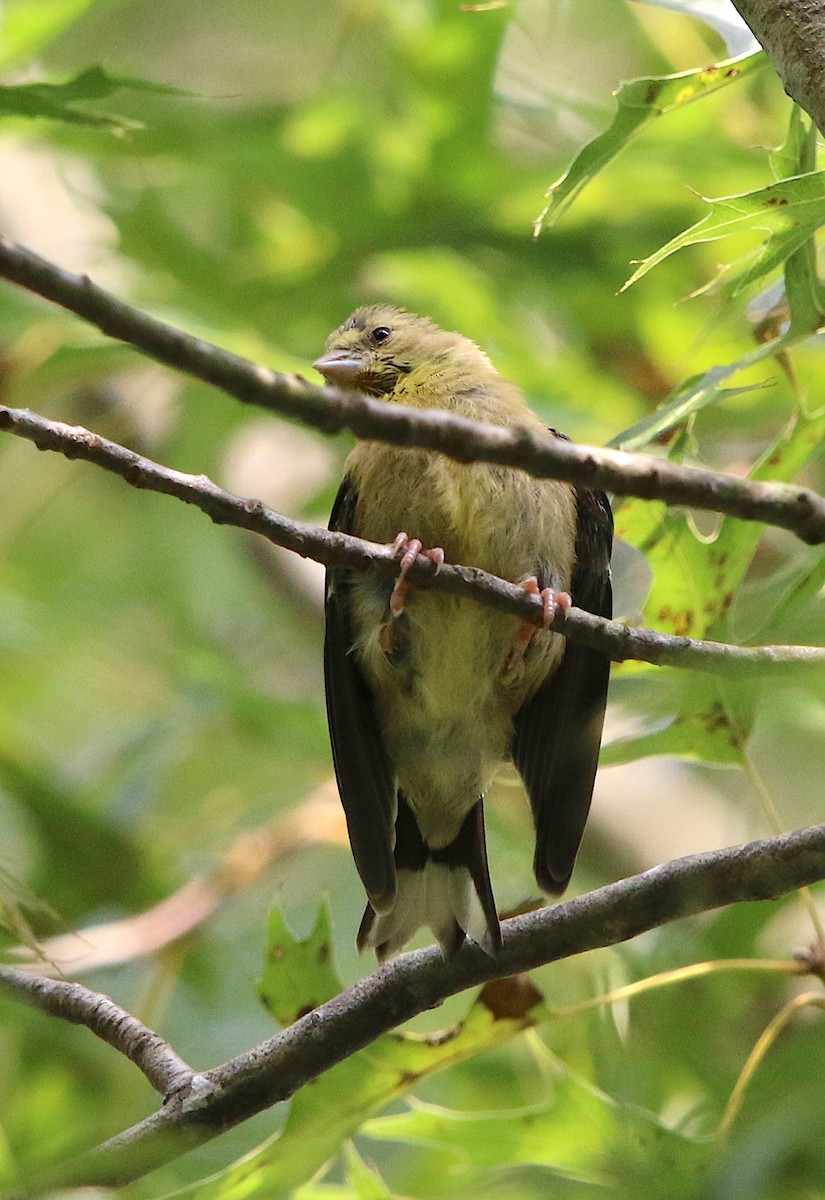 American Goldfinch - ML115772361
