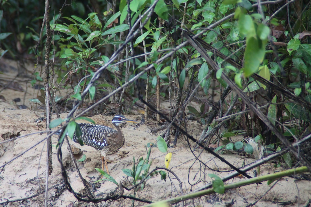 Sunbittern - ML115772451