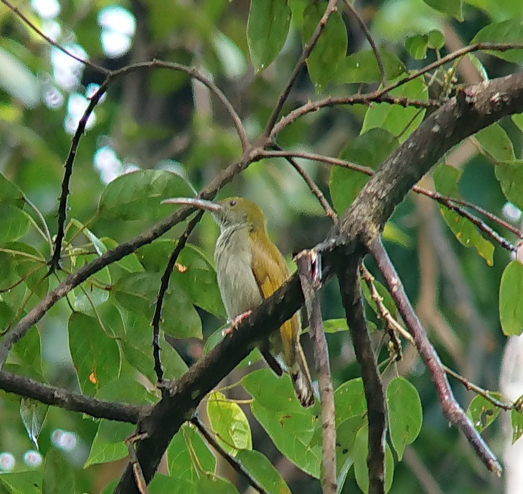 Gray-breasted Spiderhunter - Dwaine Laxdal