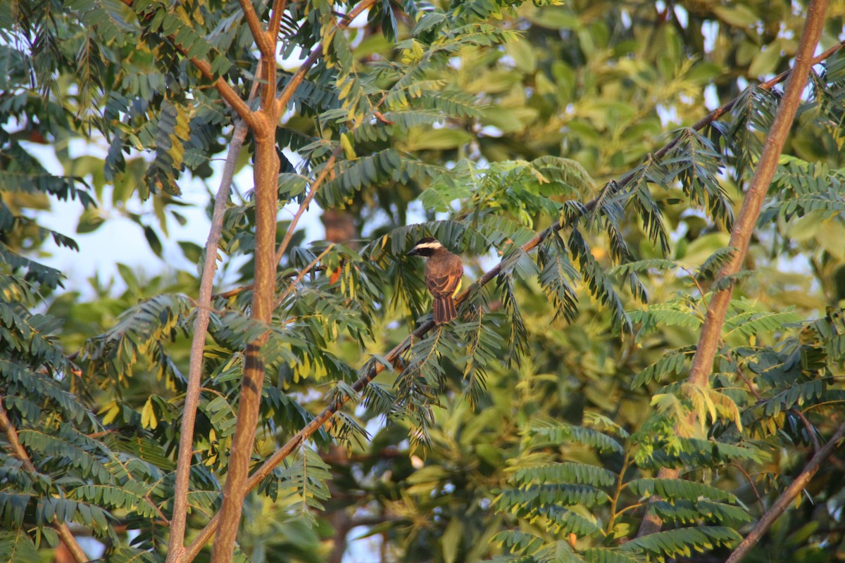 Great Kiskadee - ML115773861