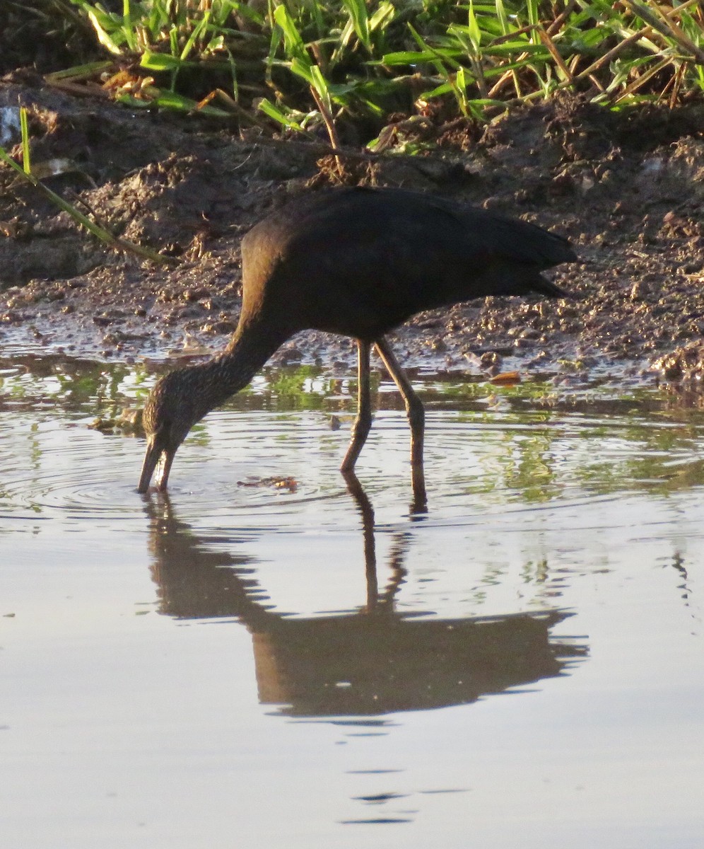 Glossy Ibis - Lissa Ryan