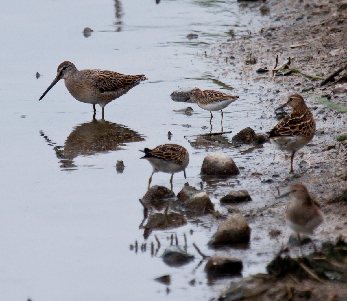 Short-billed Dowitcher - ML115775061