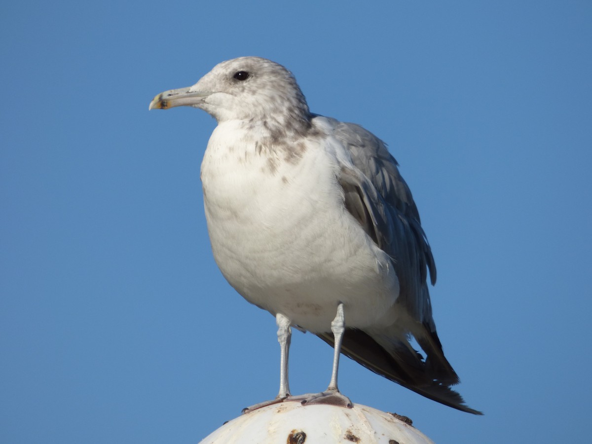 California Gull - ML115775391