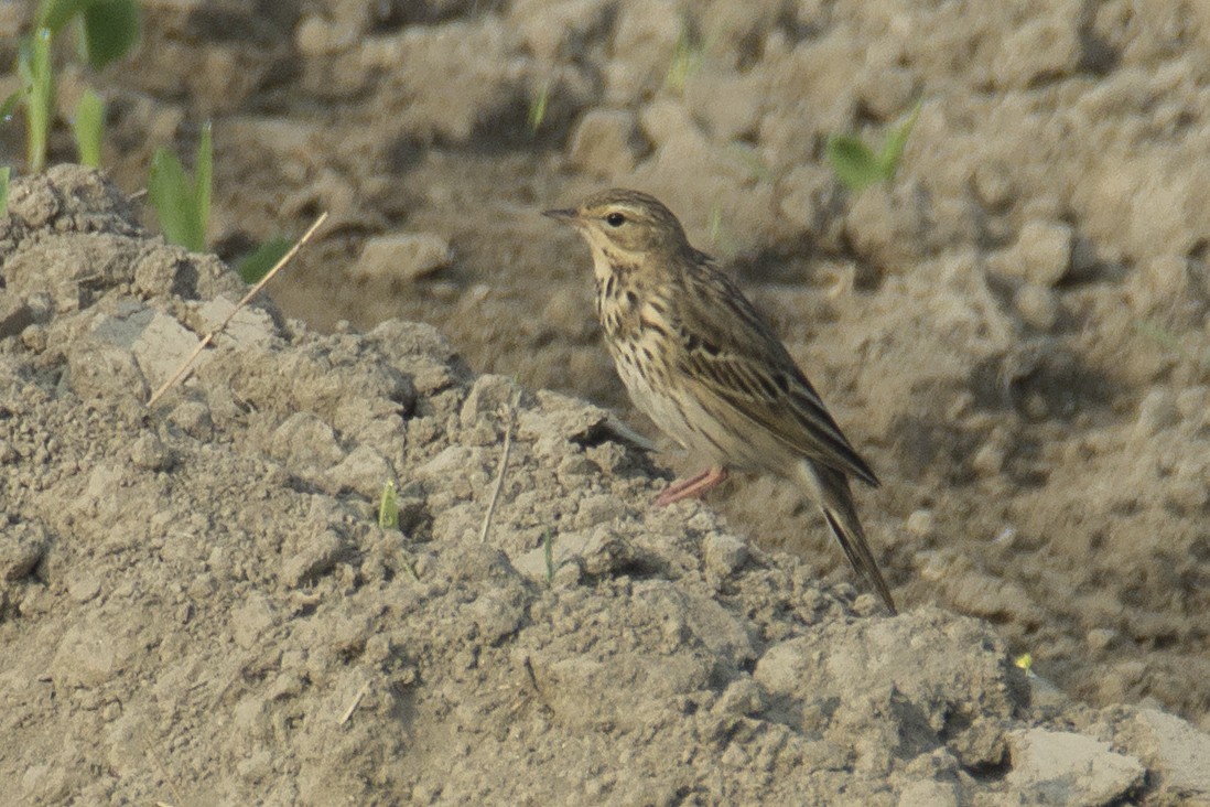 Tree Pipit - ML115775731