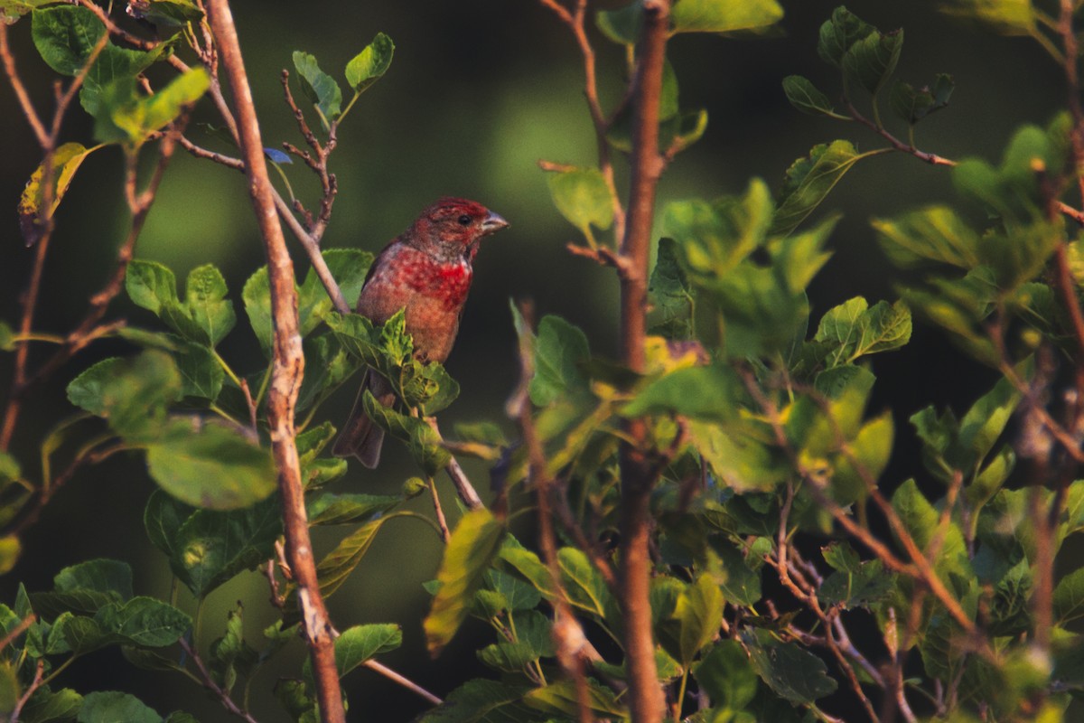 Common Rosefinch - ML115775771