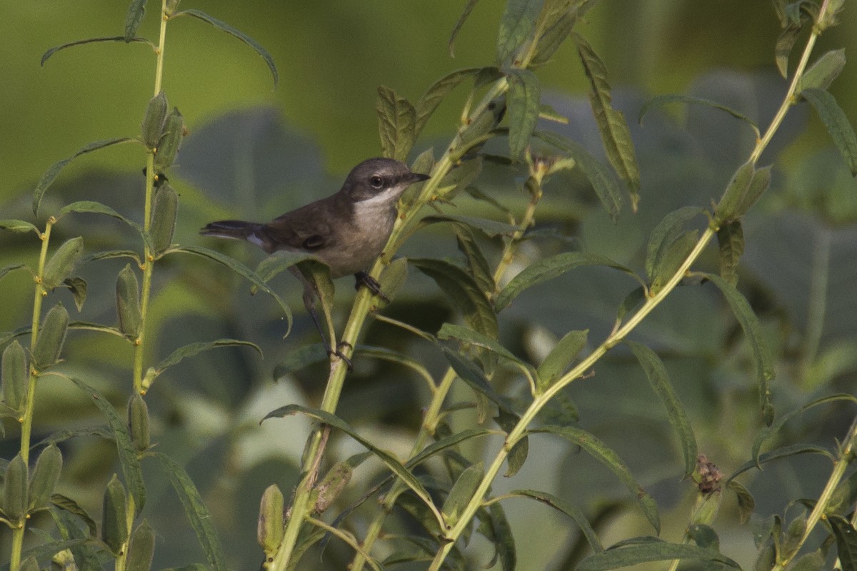 Lesser Whitethroat (Lesser) - ML115775811