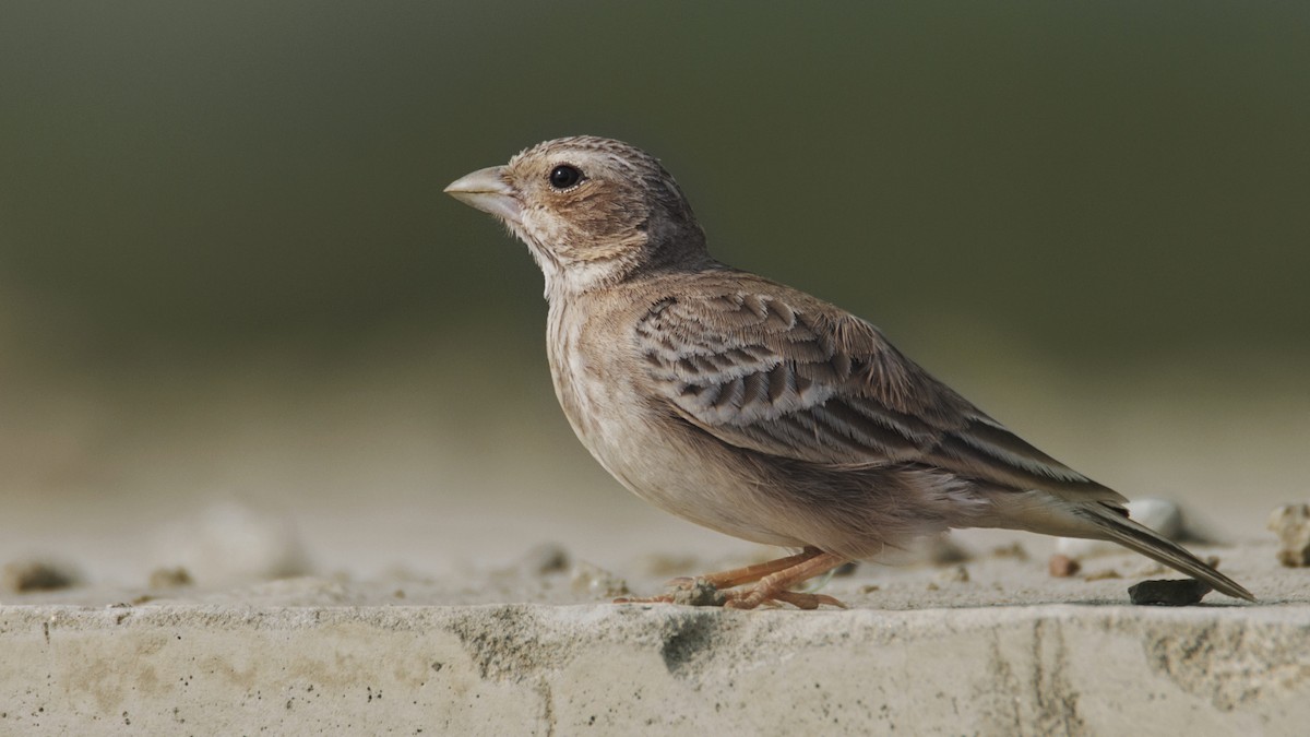 Ashy-crowned Sparrow-Lark - ML115775881