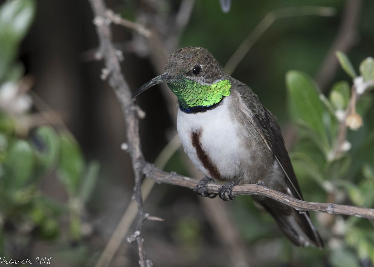 Andean Hillstar - VERONICA ARAYA GARCIA