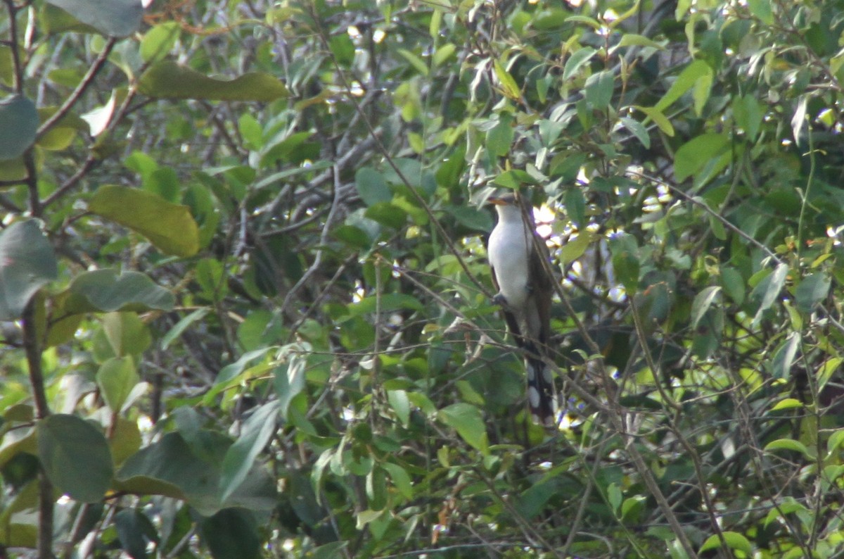 Yellow-billed Cuckoo - ML115778741