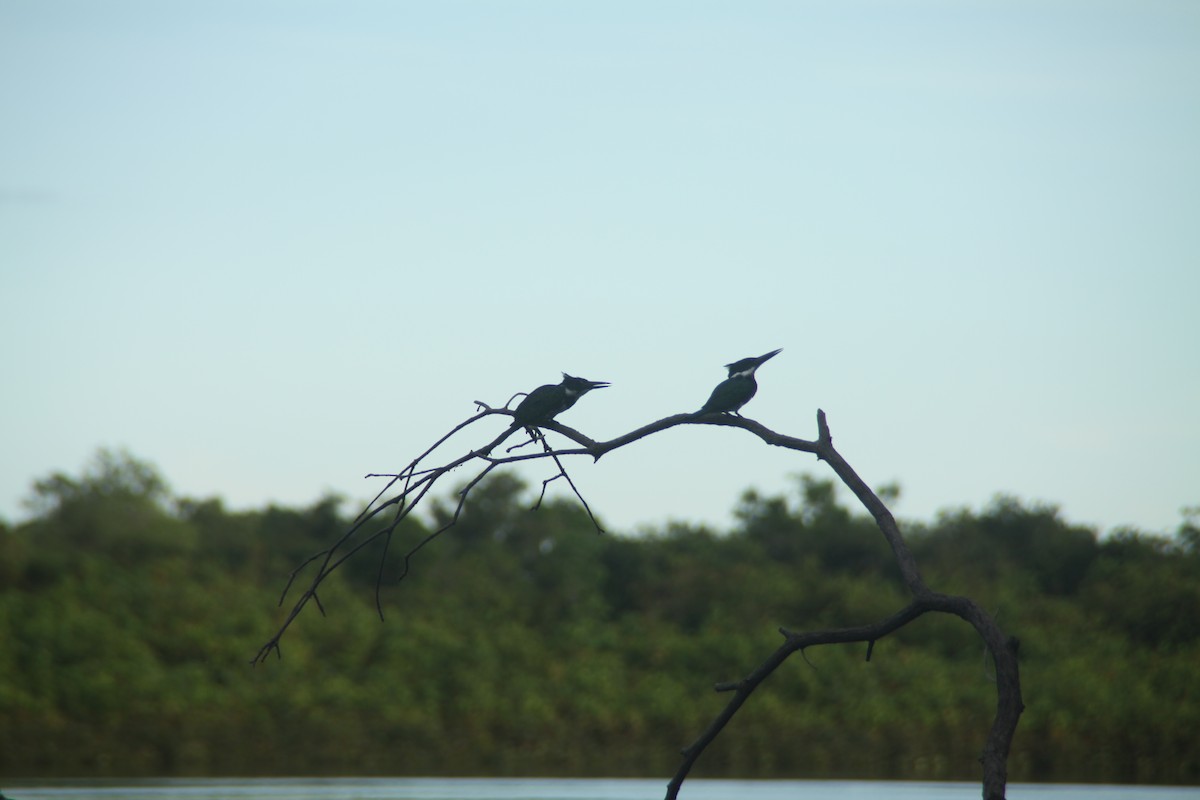 Amazon Kingfisher - ML115778801