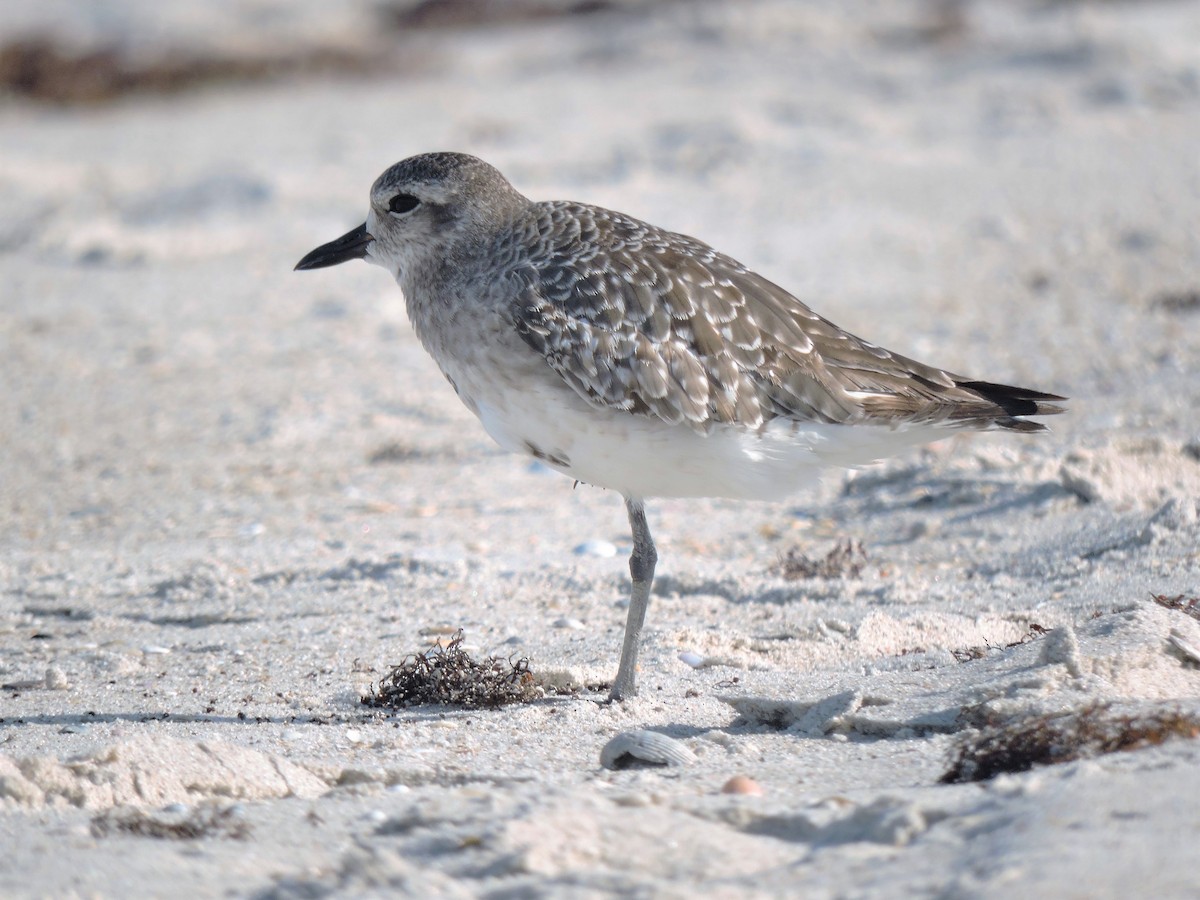 Black-bellied Plover - ML115779351