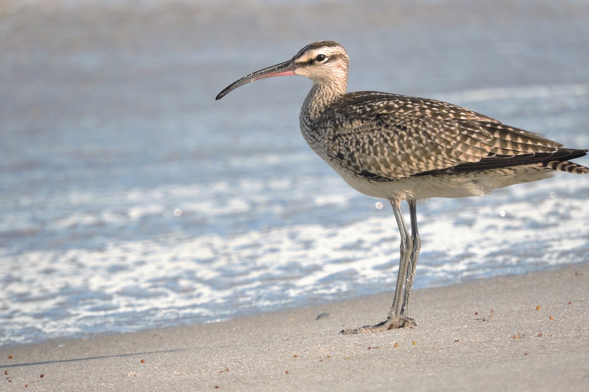 Whimbrel - ML115779501