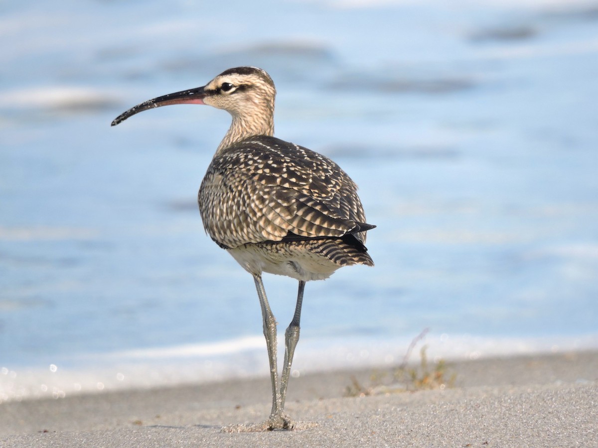 Whimbrel - ML115779561