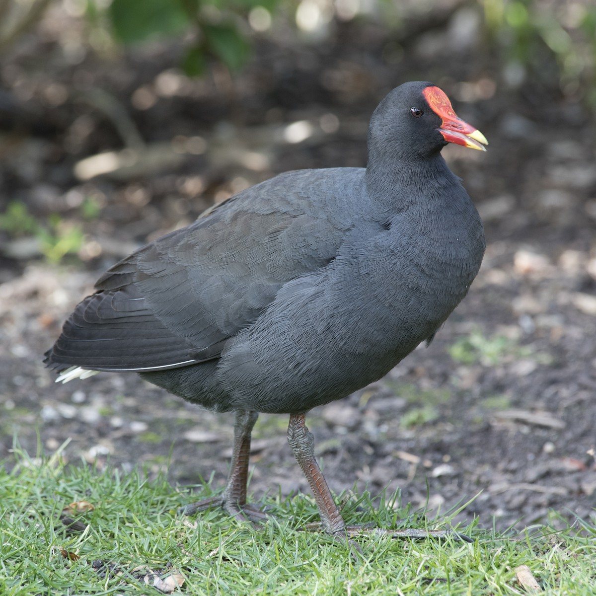 Dusky Moorhen - ML115780341