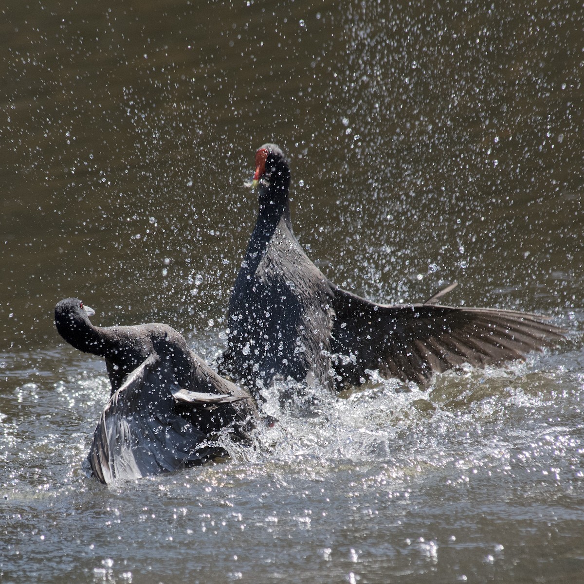 Dusky Moorhen - ML115780351