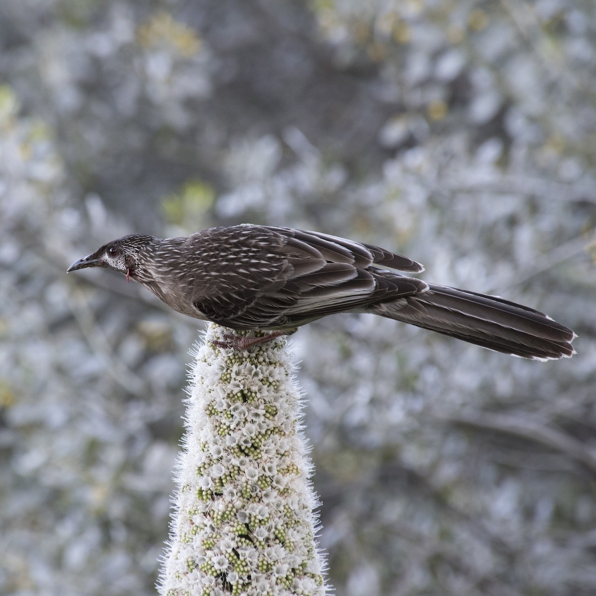 Red Wattlebird - ML115780401