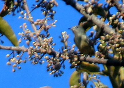 Fire-breasted Flowerpecker - ML115780871