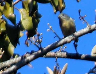 Fire-breasted Flowerpecker - ML115780881