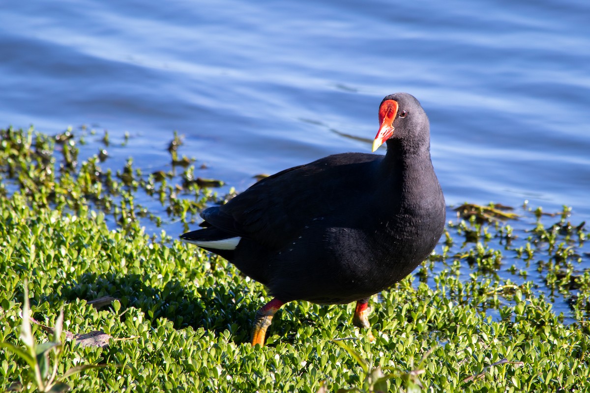 Dusky Moorhen - André  Zambolli