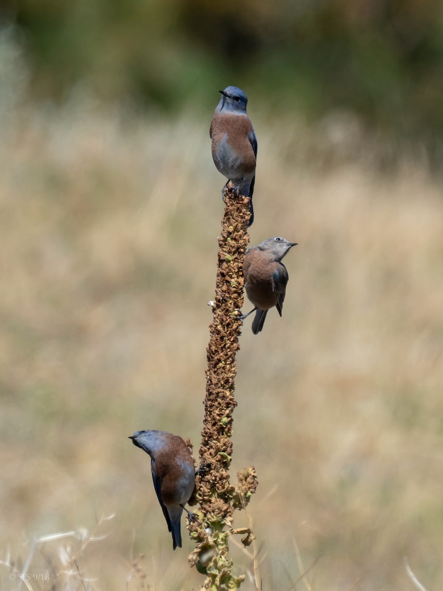 Western Bluebird - ML115782061