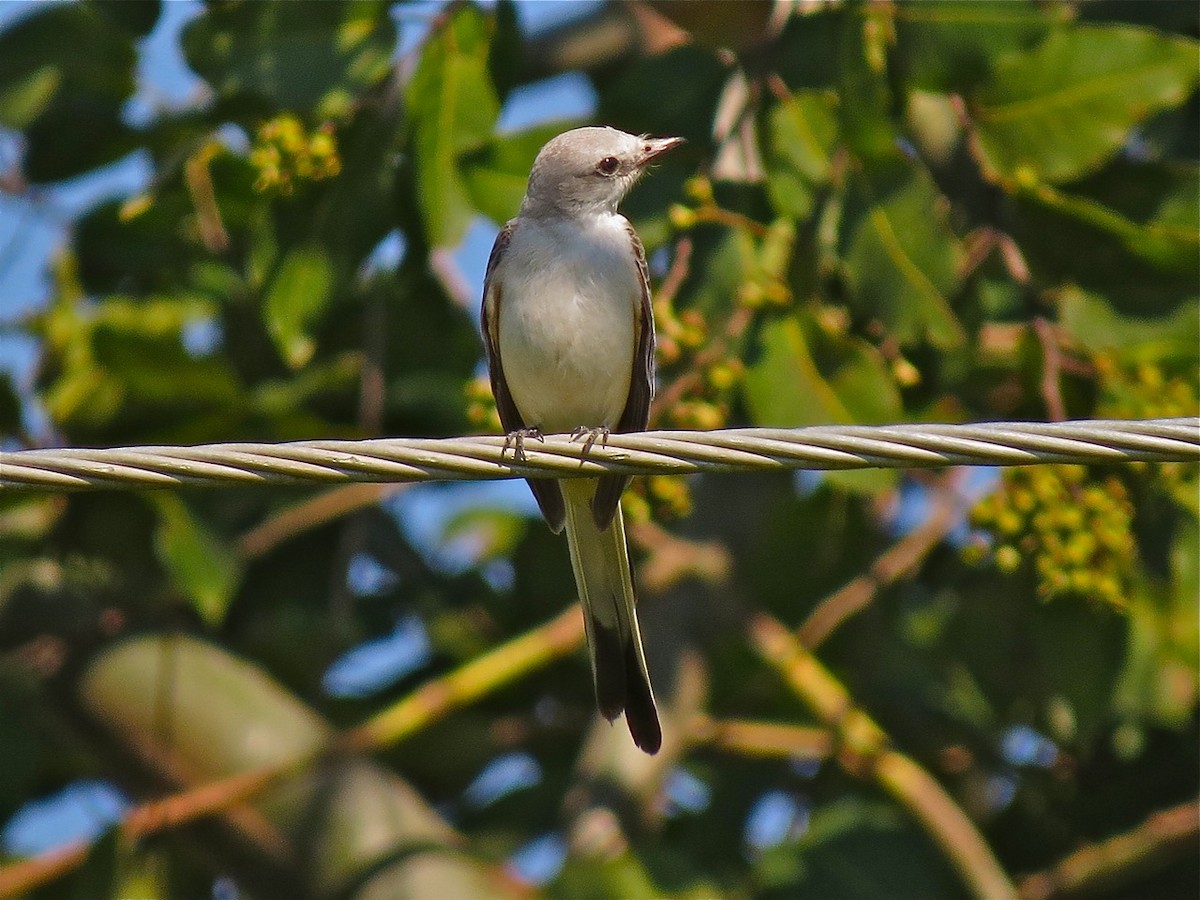 Scissor-tailed Flycatcher - ML115782341