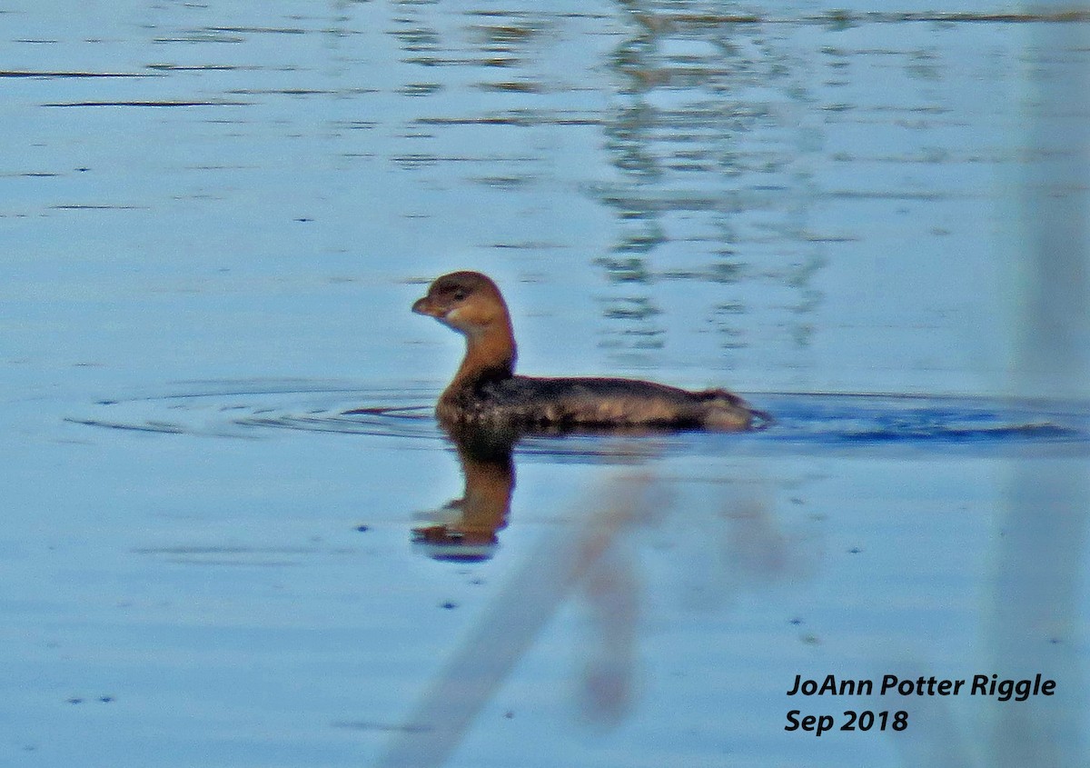 Pied-billed Grebe - ML115782611