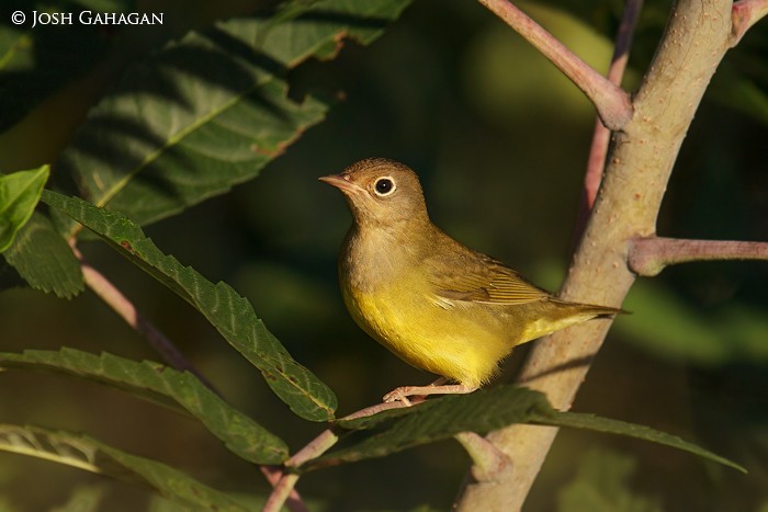 Connecticut Warbler - ML115782631
