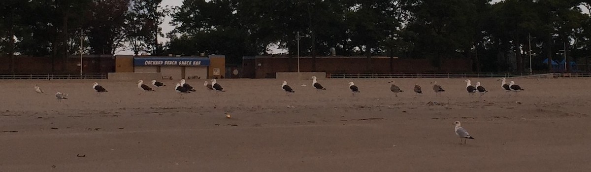 Great Black-backed Gull - ML115782961