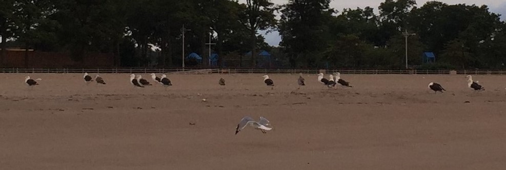 Great Black-backed Gull - Anonymous