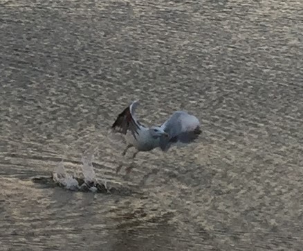 Great Black-backed Gull - Anonymous