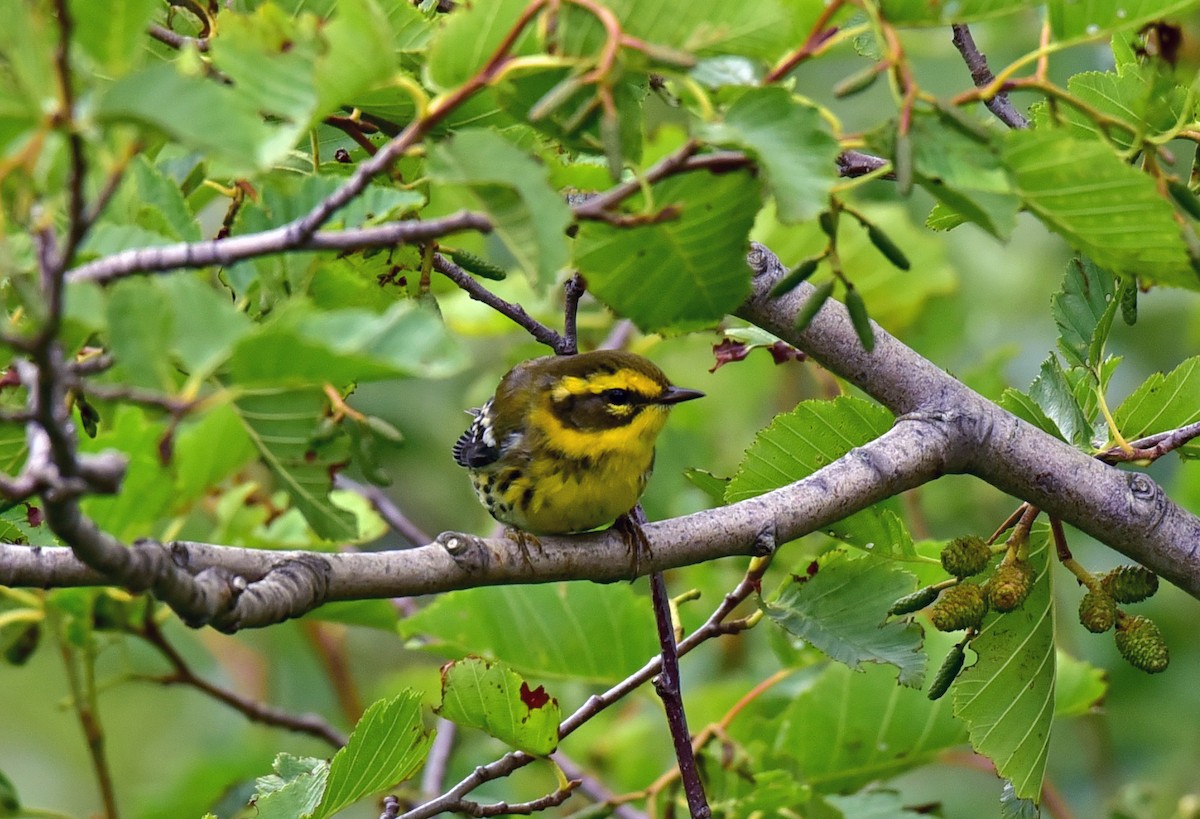 Townsend's Warbler - ML115783271