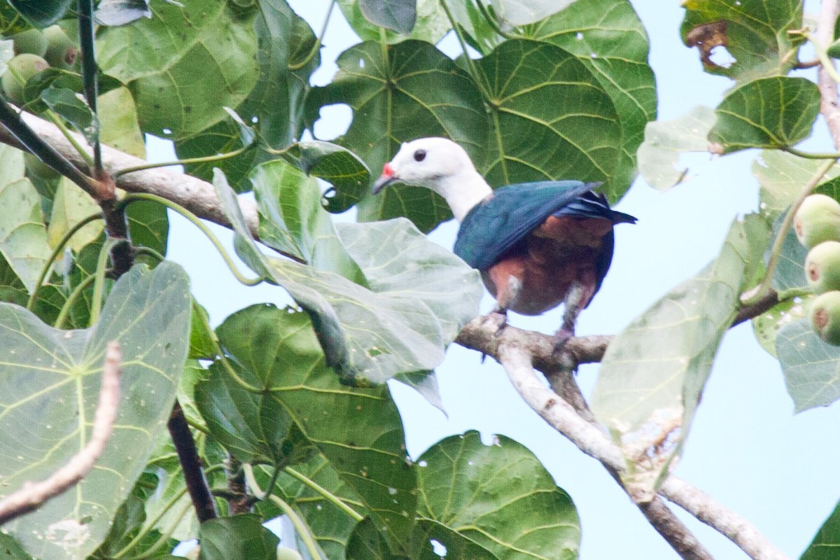 Red-knobbed Imperial-Pigeon - Sue Wright