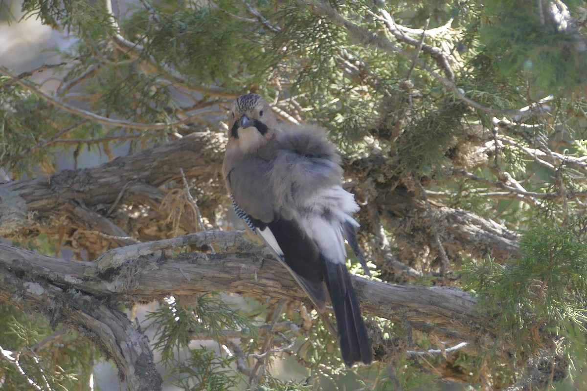 Eurasian Jay - ML115786481