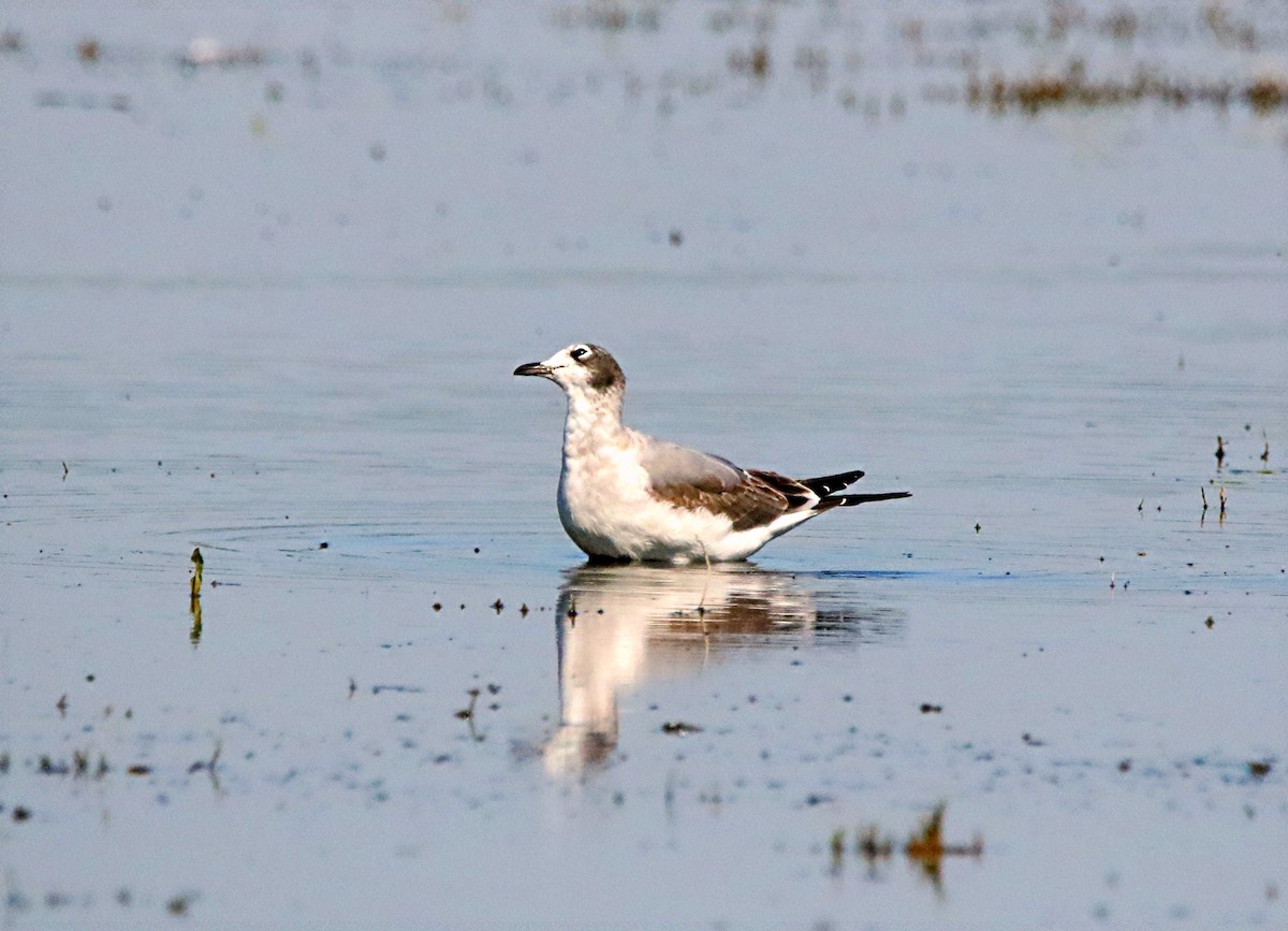 Franklin's Gull - ML115786571