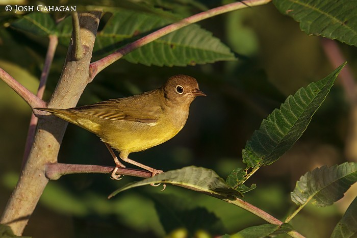 Connecticut Warbler - Josh Gahagan