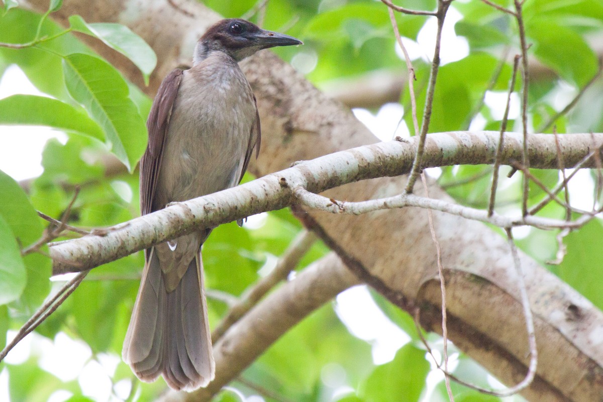 New Britain Friarbird - ML115786881