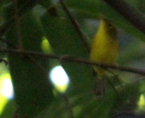 Green-crowned Warbler - ML115787161