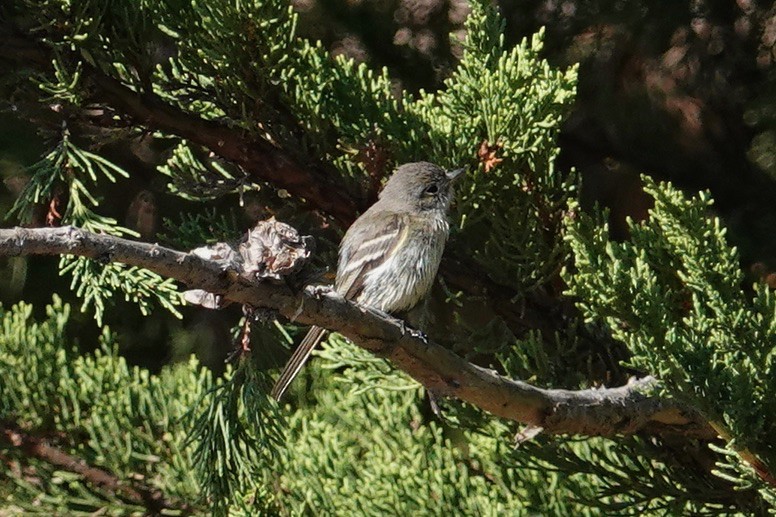 Gray Flycatcher - Mark Forney