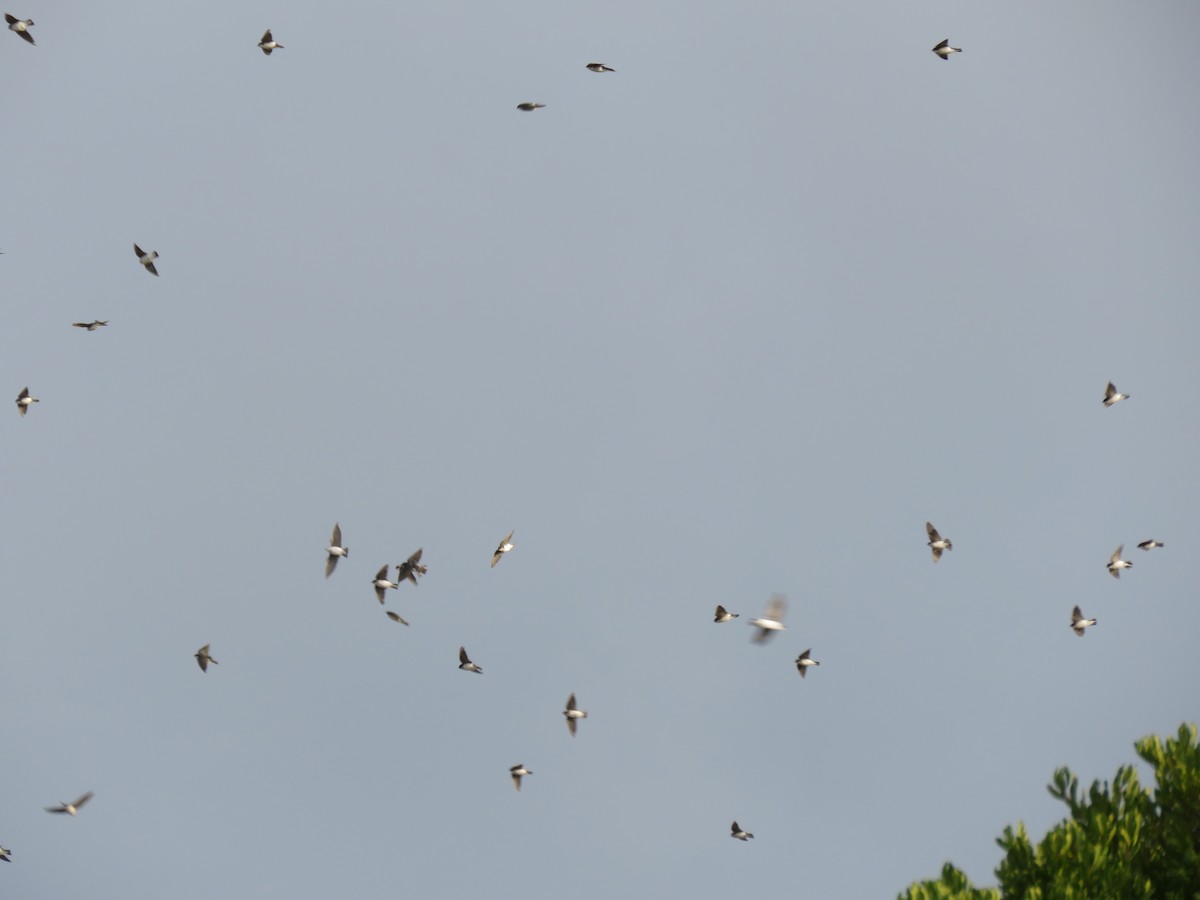 Golondrina Bicolor - ML115788061