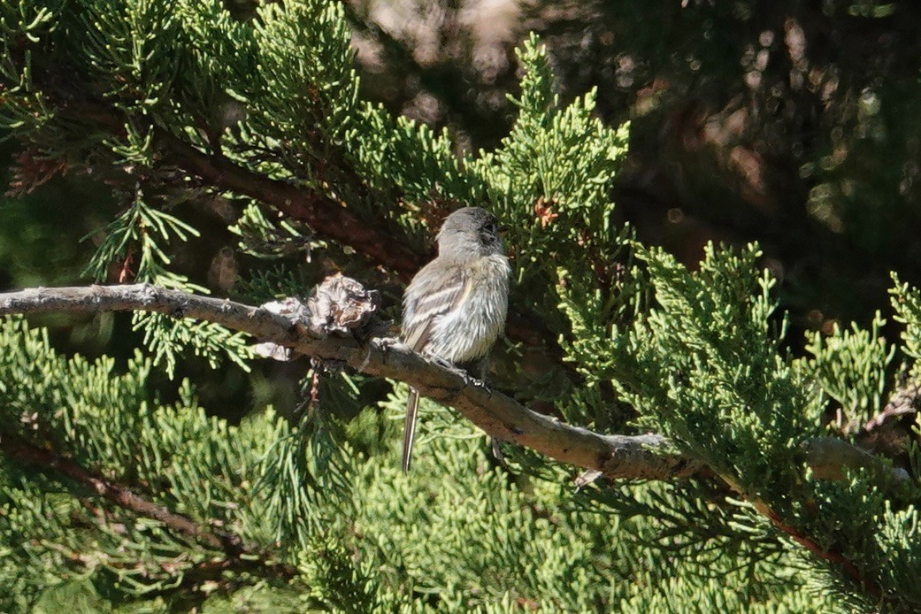 Gray Flycatcher - ML115788081