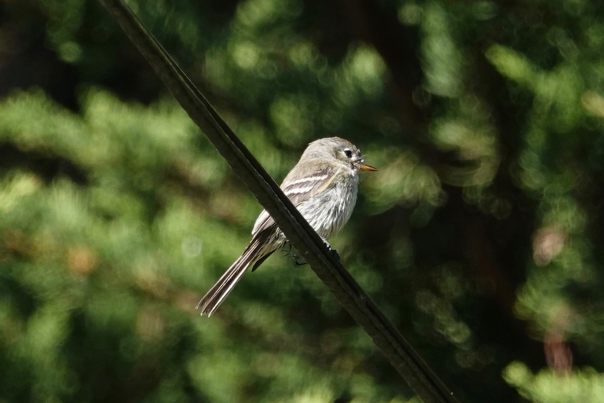 Gray Flycatcher - ML115788281