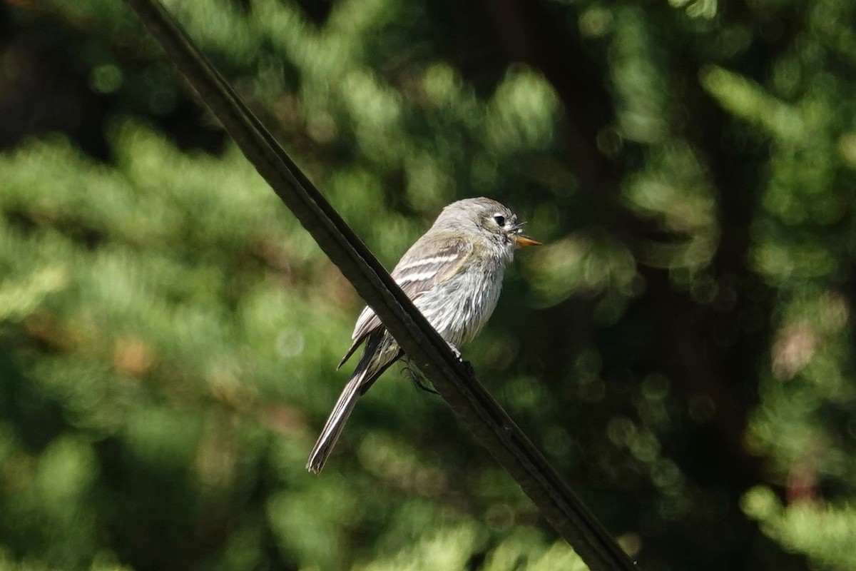 Gray Flycatcher - ML115788321