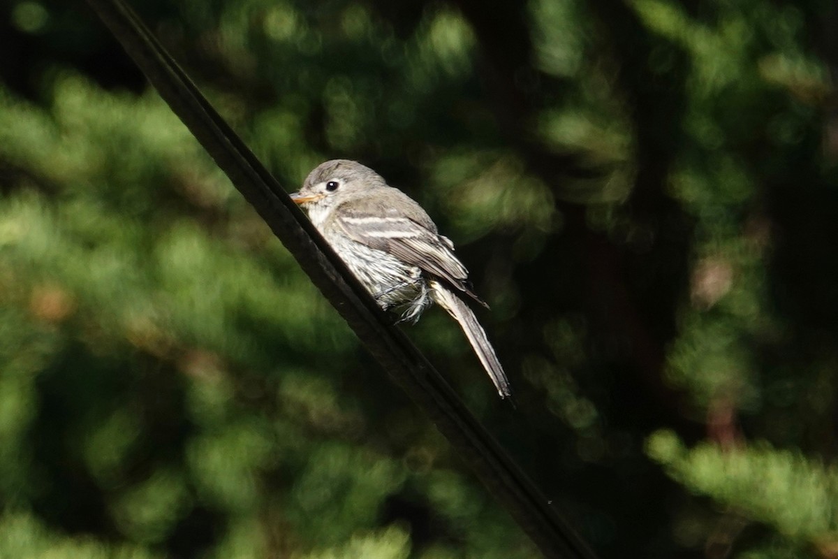 Gray Flycatcher - ML115788351