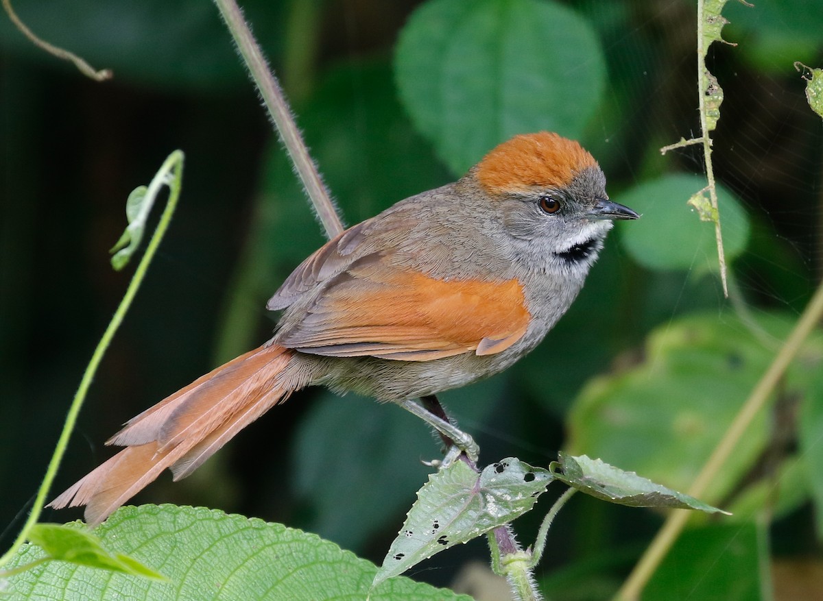 Azara's Spinetail - ML115789391