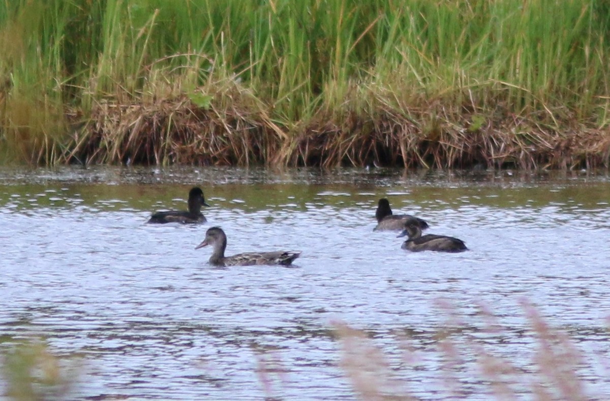 Ring-necked Duck x Greater Scaup (hybrid) - ML115789501