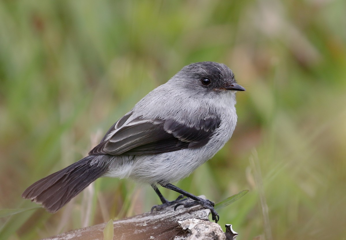 Torrent Tyrannulet - ML115789911
