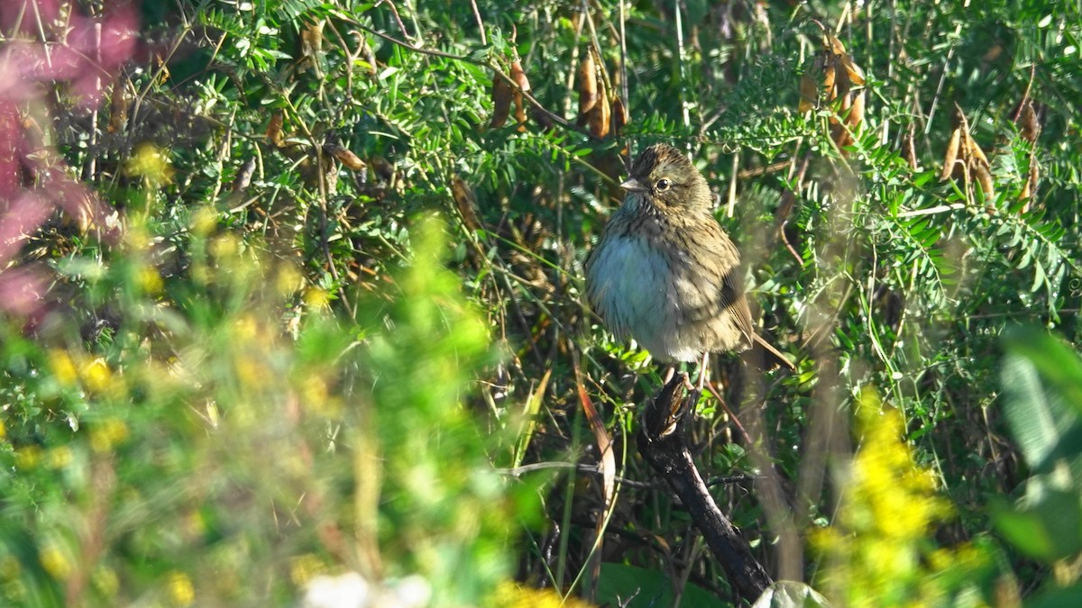 Lincoln's Sparrow - ML115790181