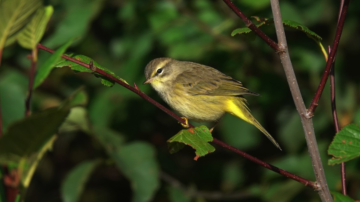 Palm Warbler - ML115790251