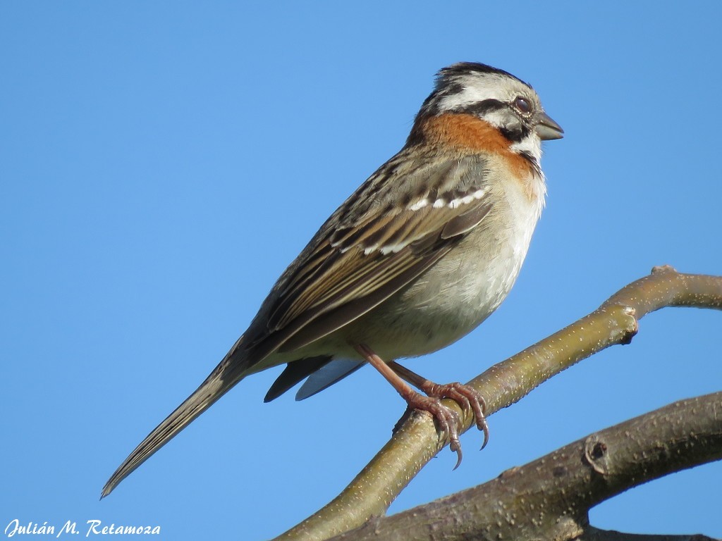 Rufous-collared Sparrow - ML115792141