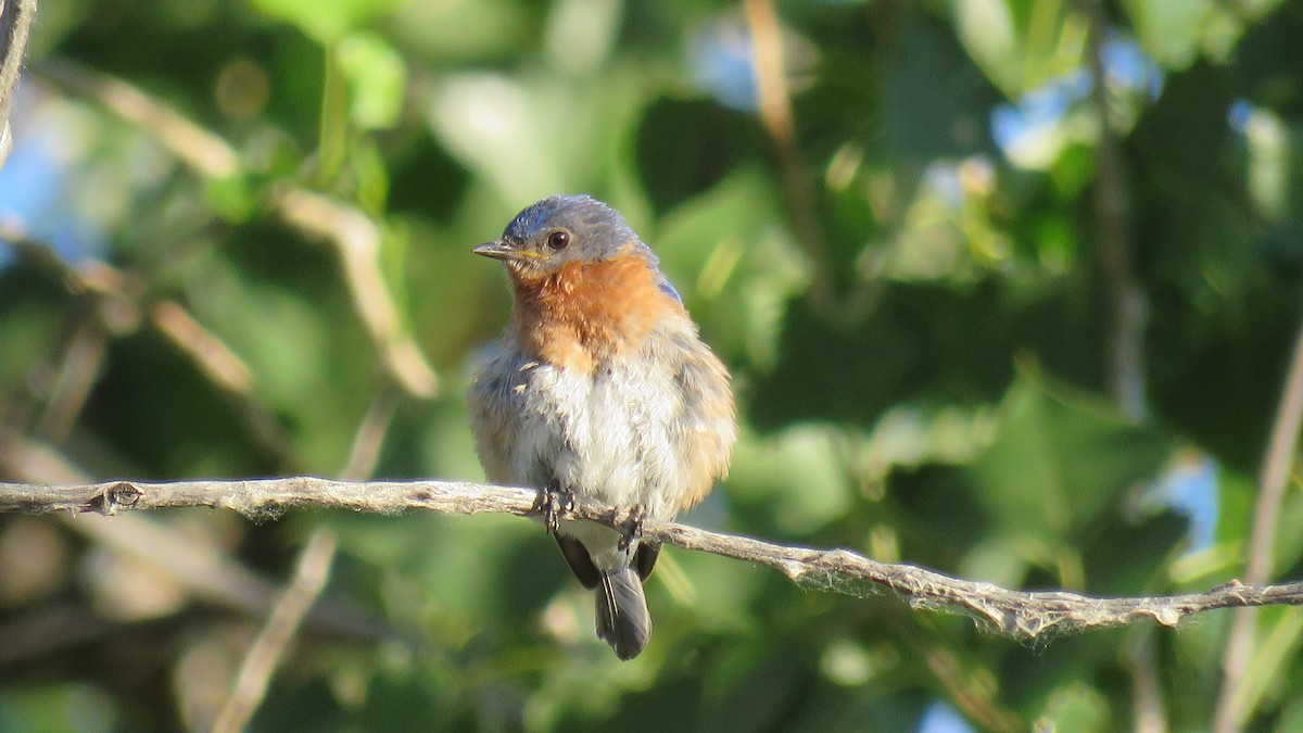 Eastern Bluebird - Edward McKen